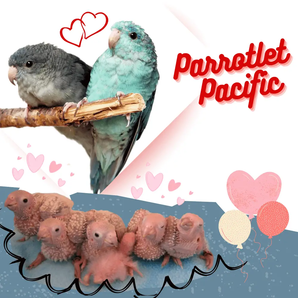 parrotlet pacific