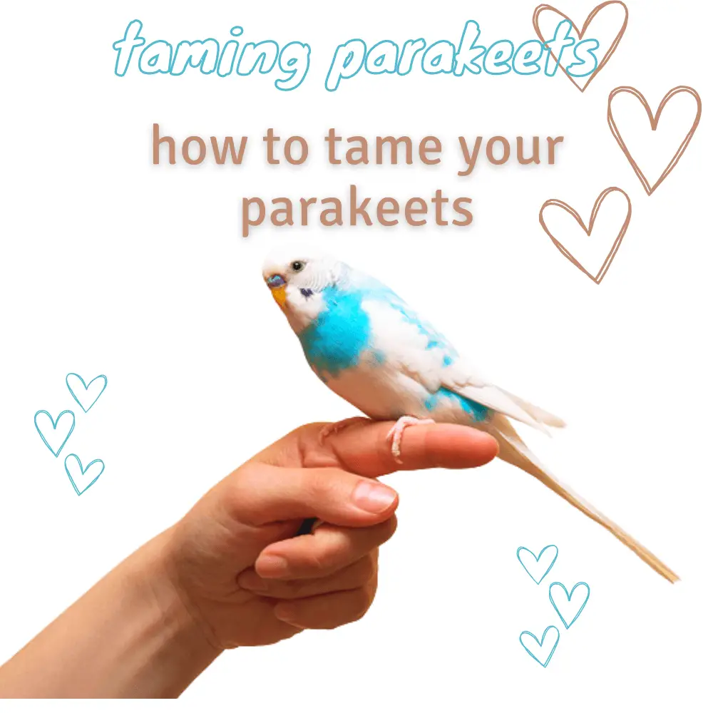 taming parakeets