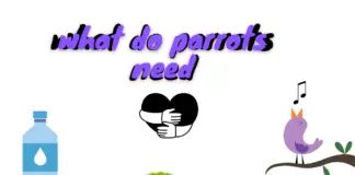 what do parrots need