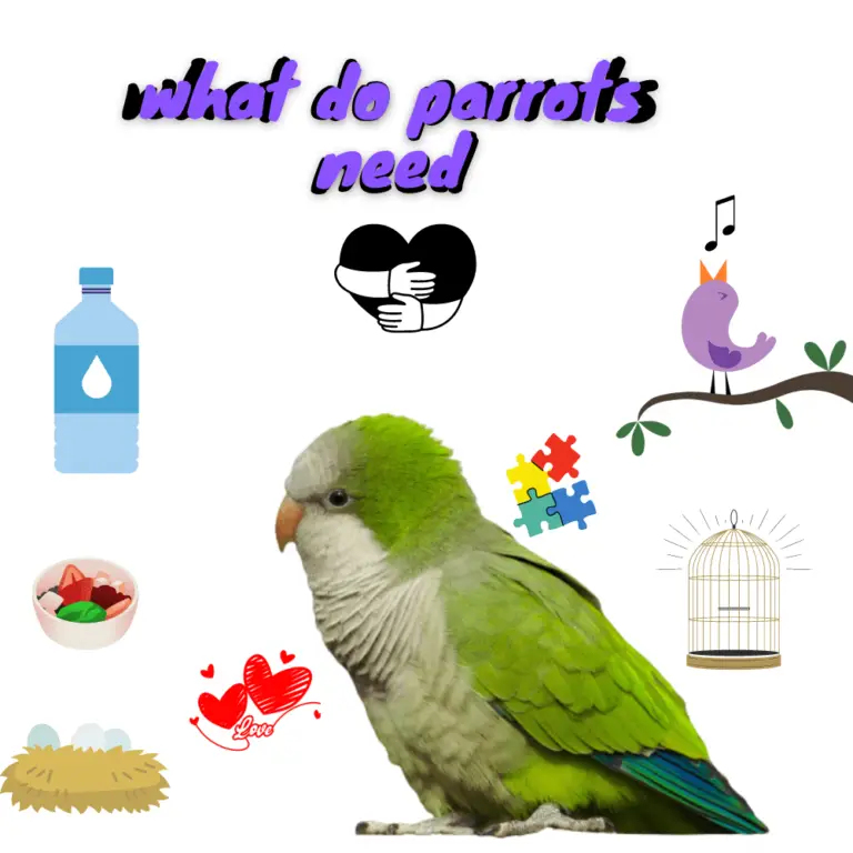 What do parrots need What do parakeets need in their cage