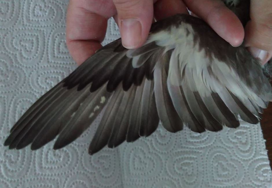 wing cockatiel