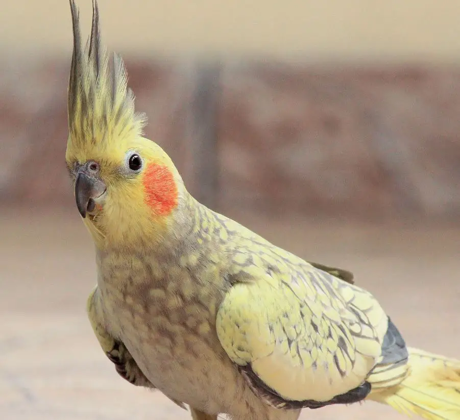 yellow cheeks cockatiel