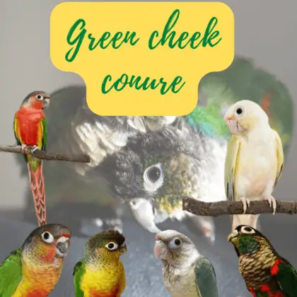 Green Cheek - Why Green Cheek Conures Are Good Birds