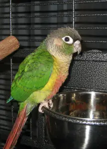 green cheek conure cage