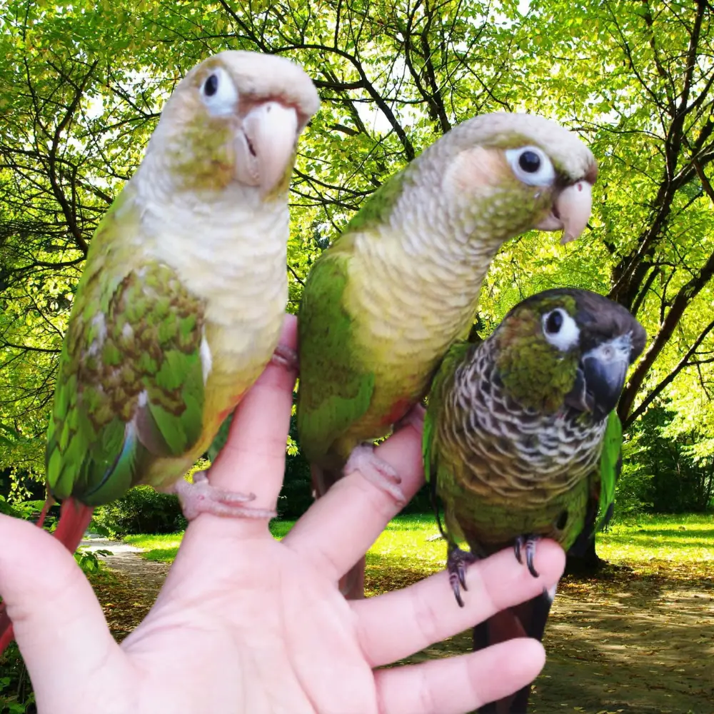 green cheek conures