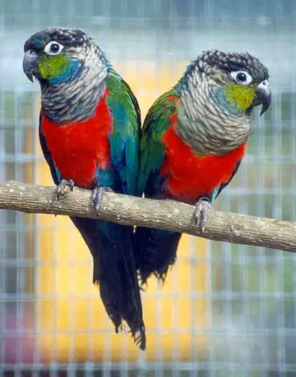 Crimson bellied conure