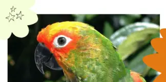 Gold capped conure