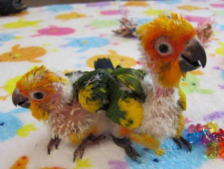 baby jenday conure