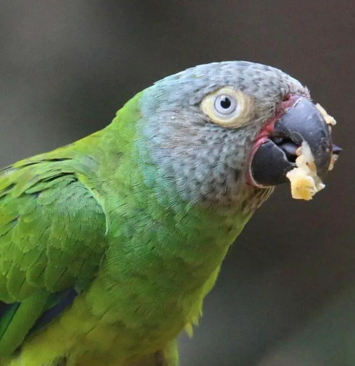 dusky headed parakeet