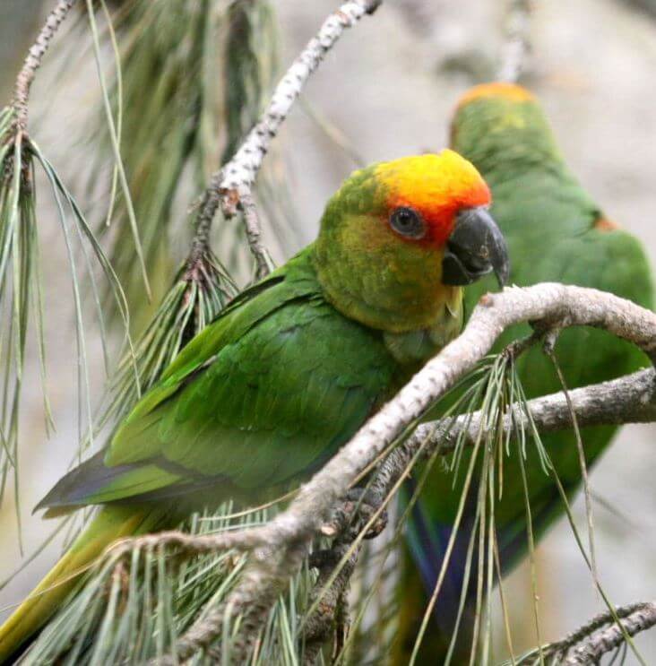 gold capped conure