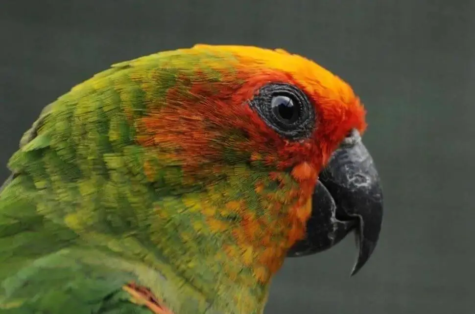 gold capped conures