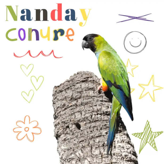 nanday conure