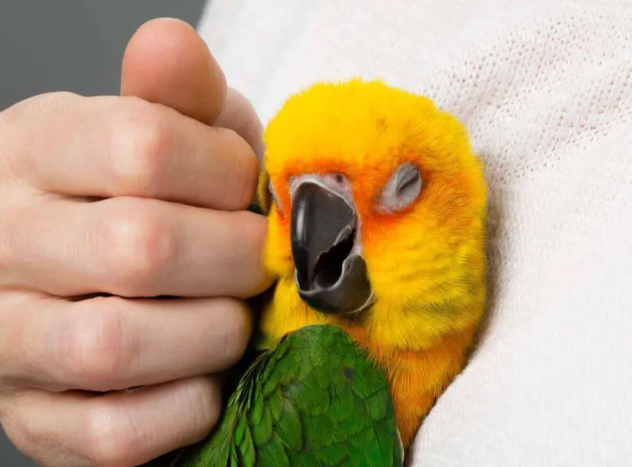 sun conure adoption