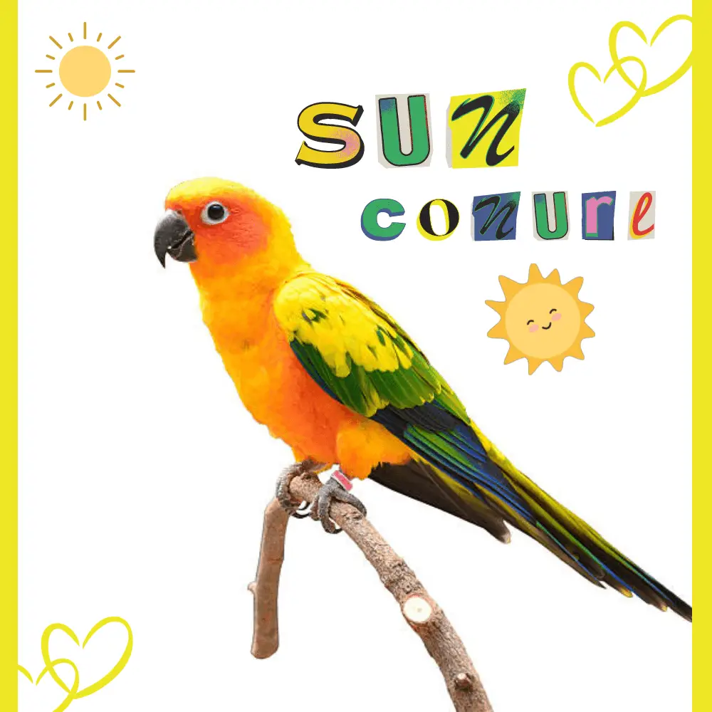 sun conure