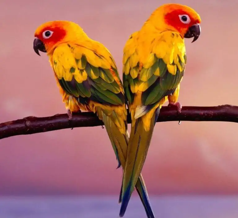 Sun conure Personality Behavior Habitat and Food