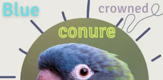 Blue crowned conure