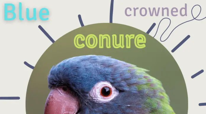 Blue crowned conure
