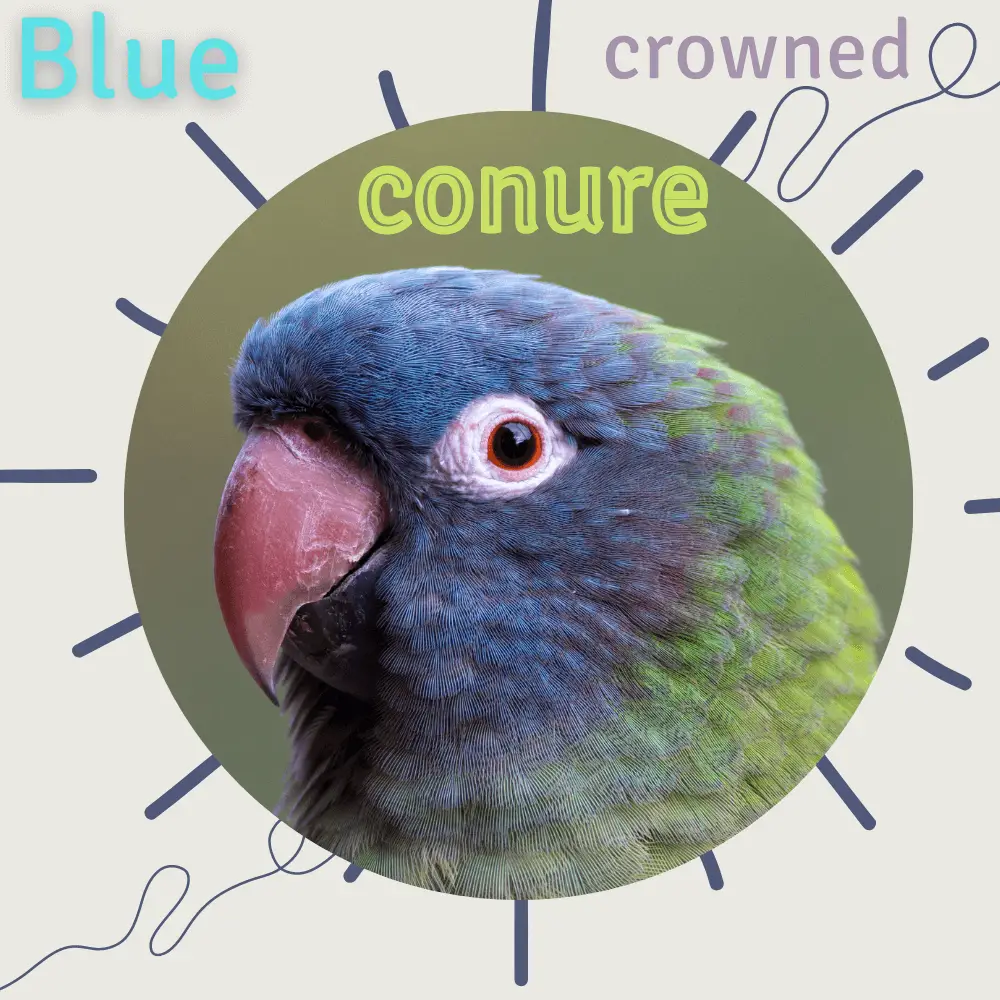 Blue crowned conure