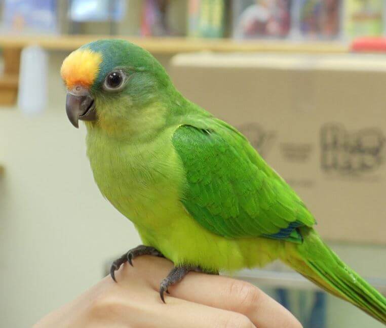 Golden-crowned Parakeet