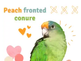 Peach fronted conure