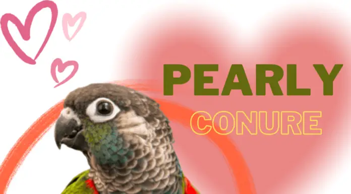 Pearly conure