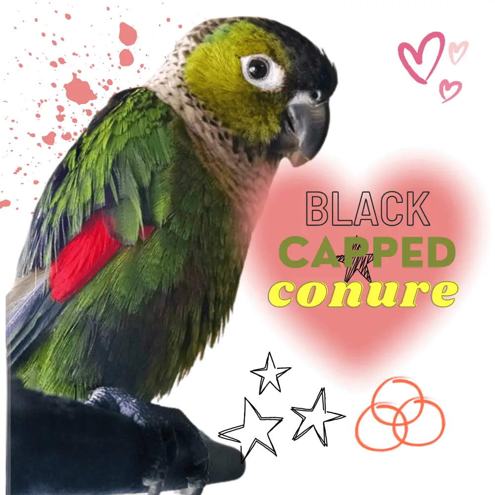black capped conure