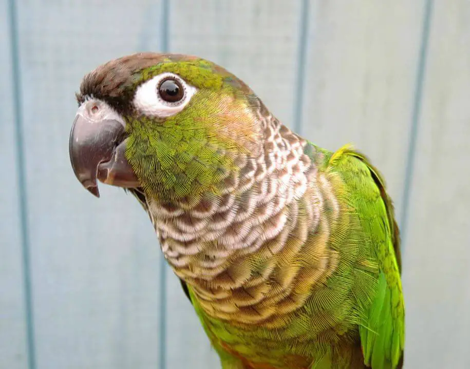 black capped green cheek conure