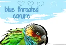 blue throated conure