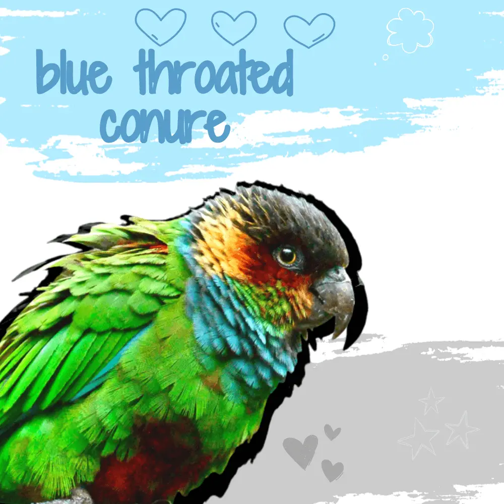 blue throated conure