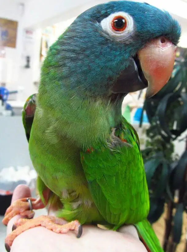 conure blue crown