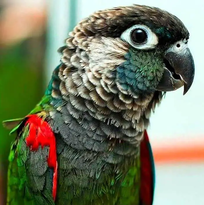 pearly conures