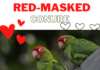 red-masked conure
