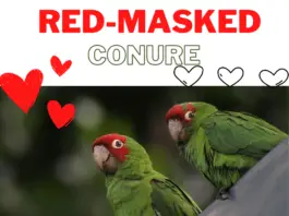 red-masked conure