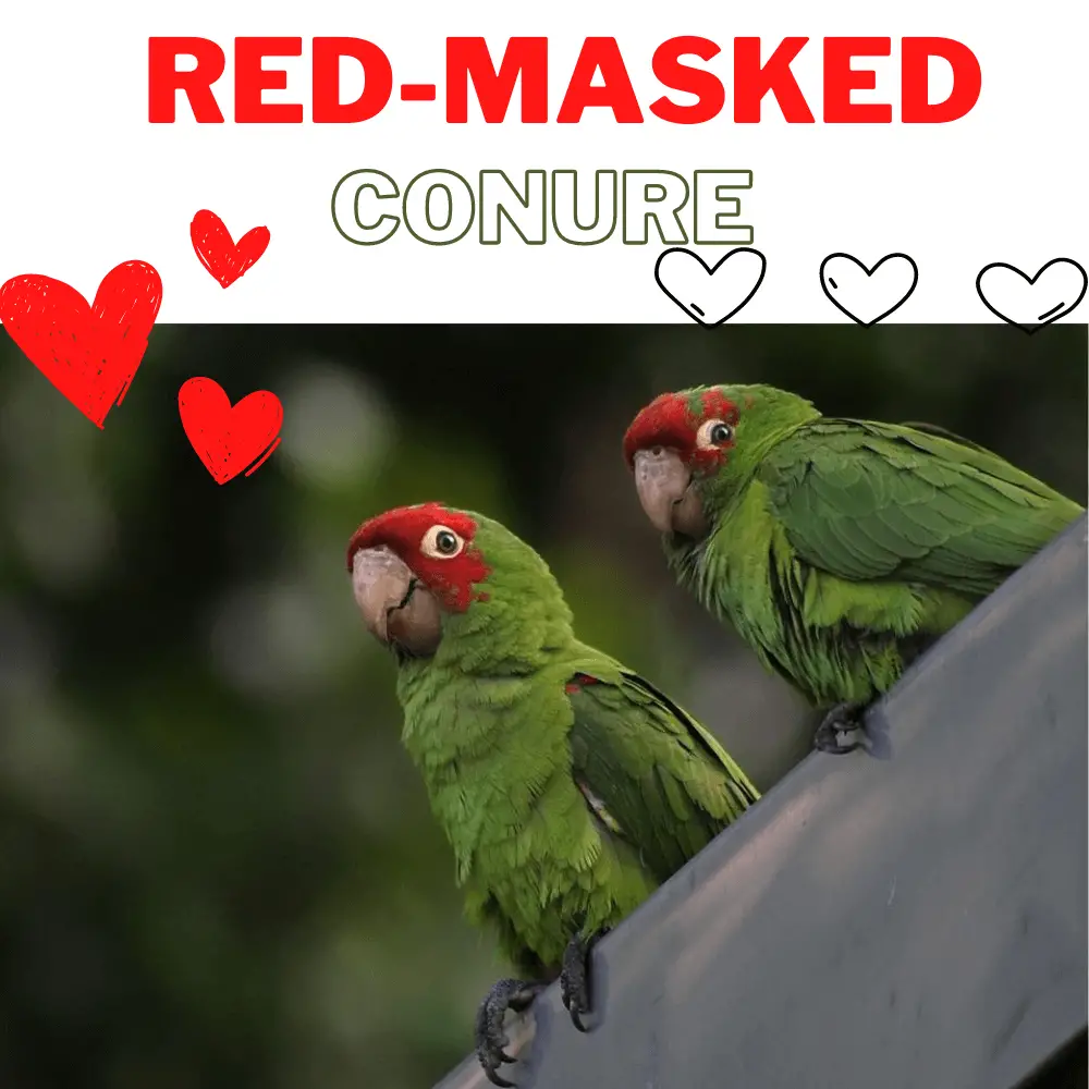 red-masked conure