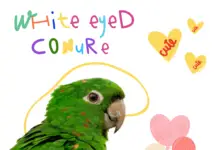 white-eyed conure