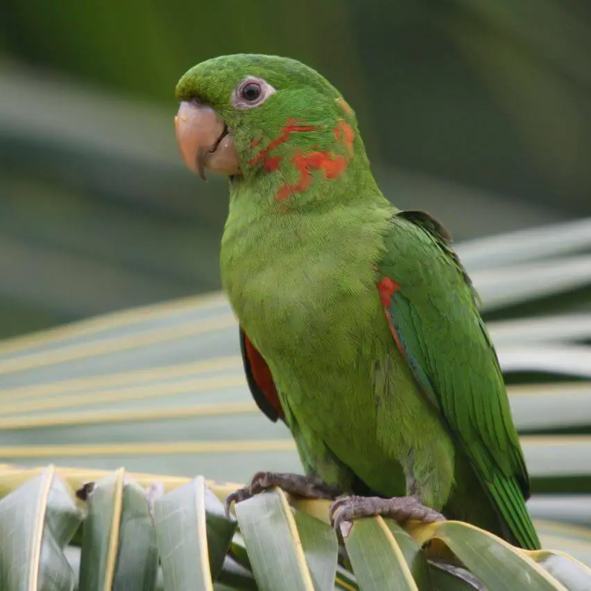 white eyed conure