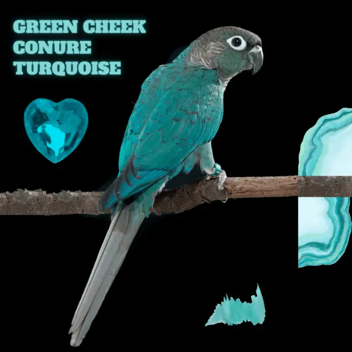 green cheek conure turquoise