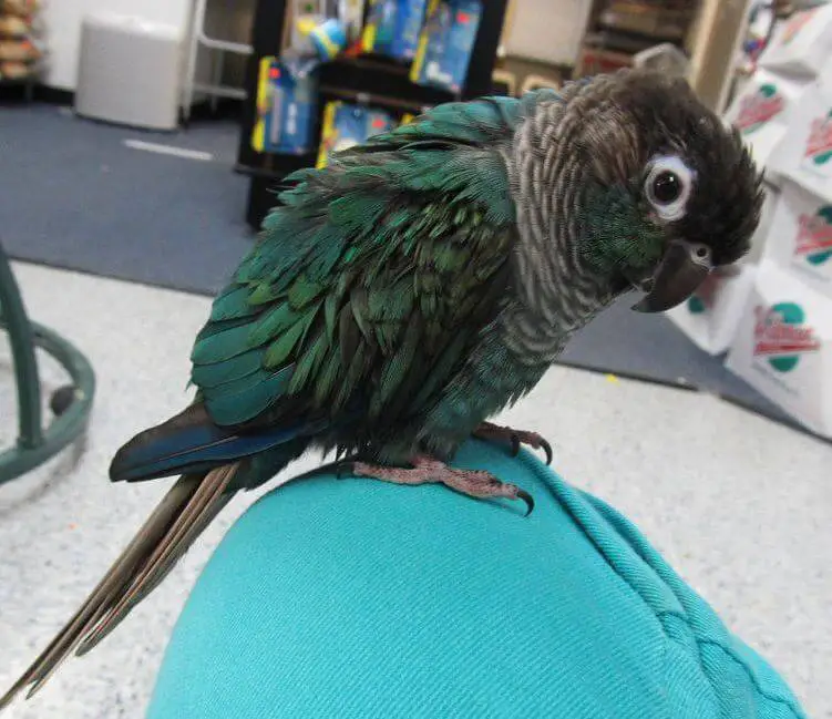 turquoise conure bird