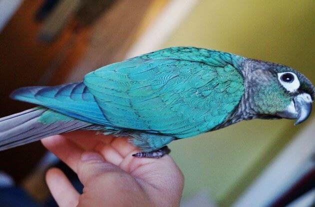 turquoise conure