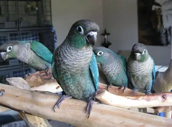 turquoise conures