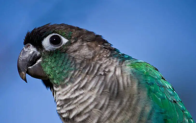turquoise violet green cheek conure