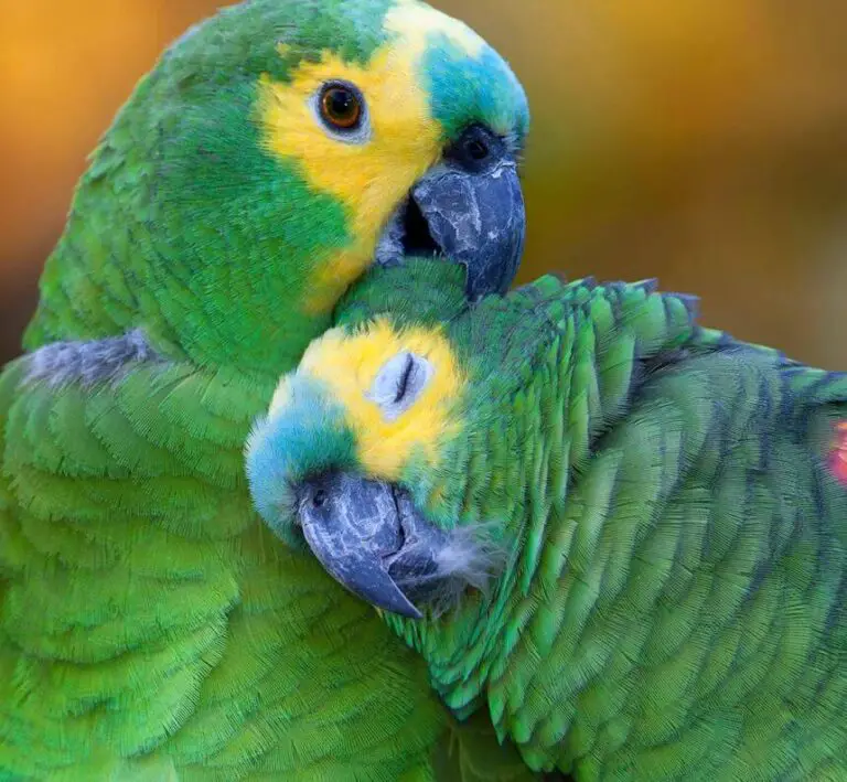 Amazon parrot Type Behavior Food Lifespan and Care