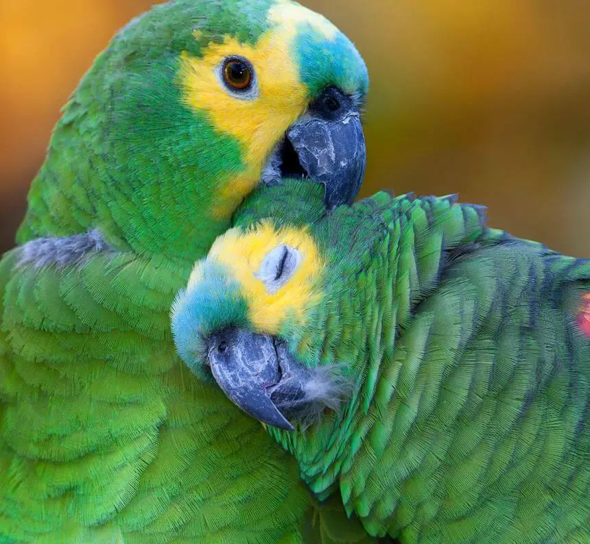 Amazon parrot breeding