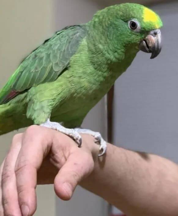 Amazon parrot care