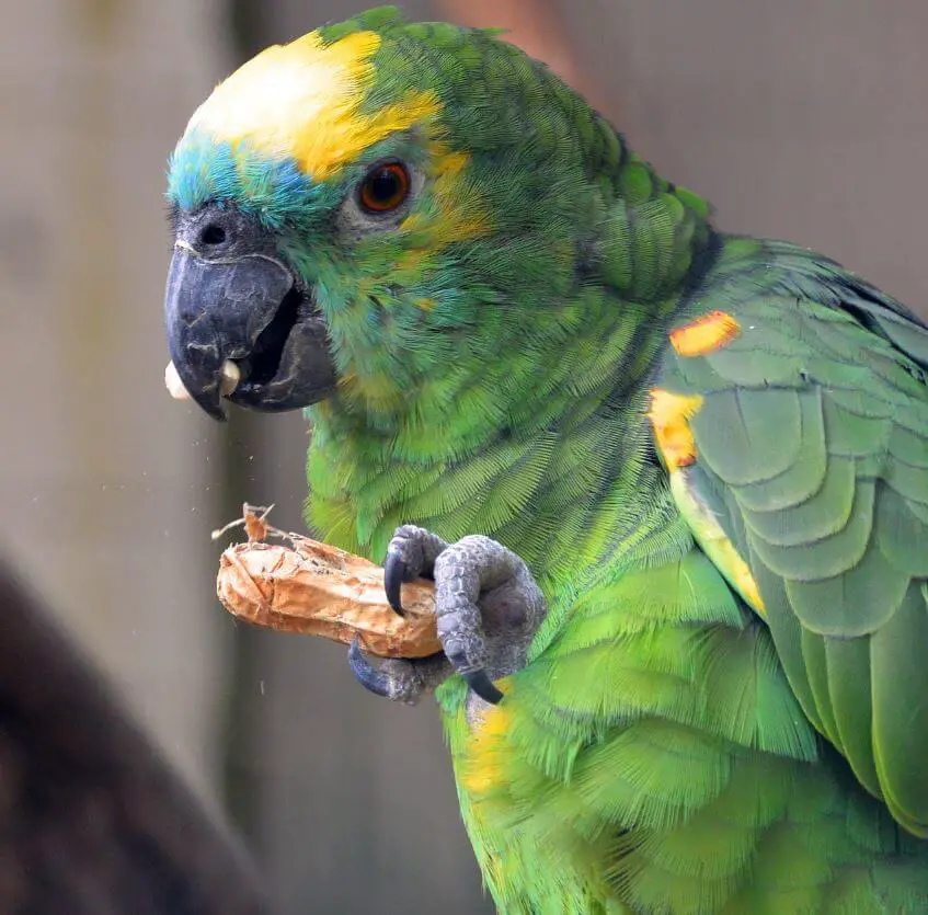 Amazon parrot food