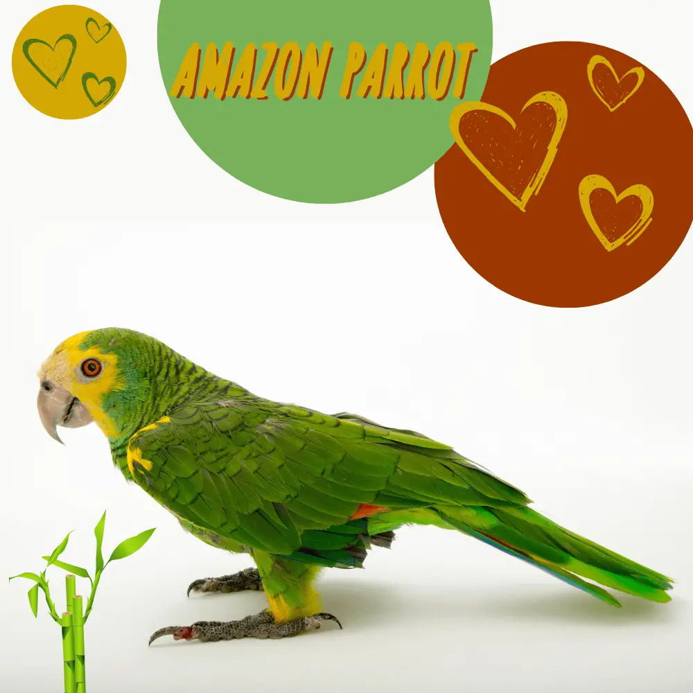 Amazon parrot