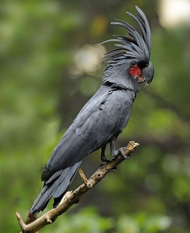 Black cockatoo