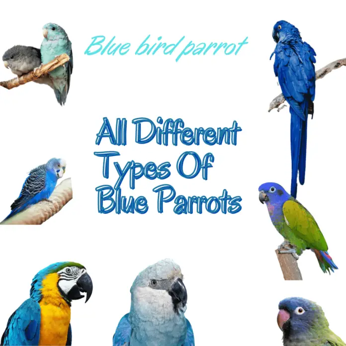 Blue bird parrot