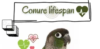 Conure lifespan