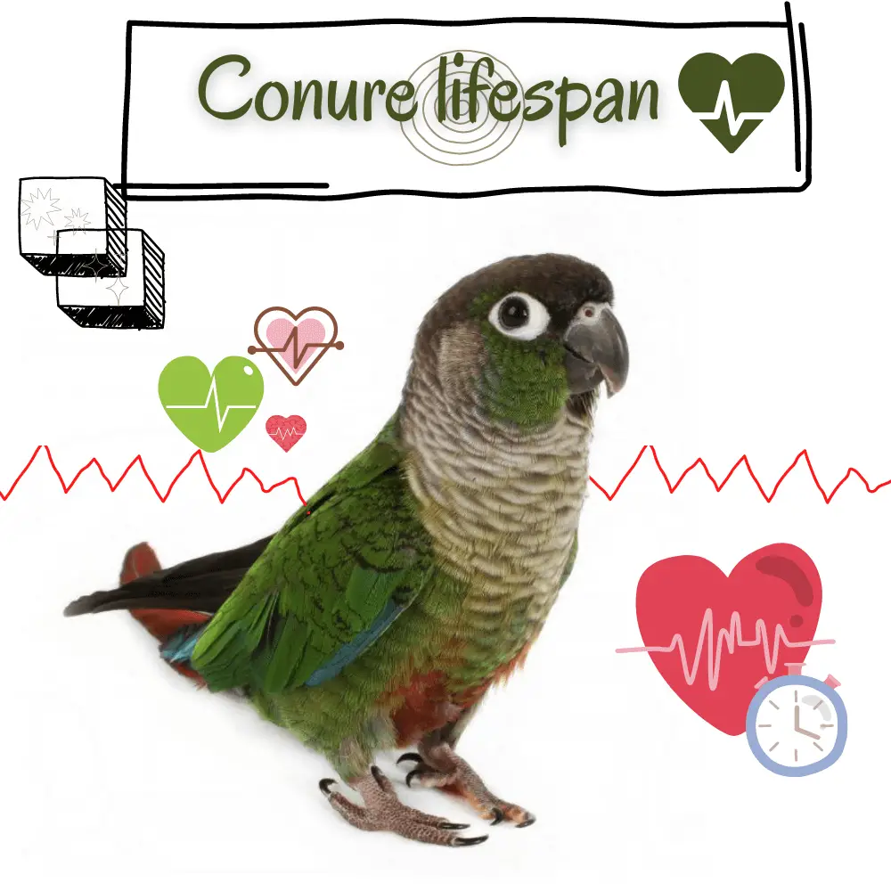 Conure lifespan - How long does green cheek conure live